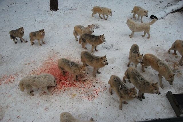 Loup blanc en rêve et son symbolisme