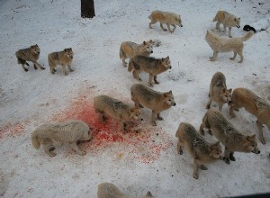 夢の中の白い狼とその象徴