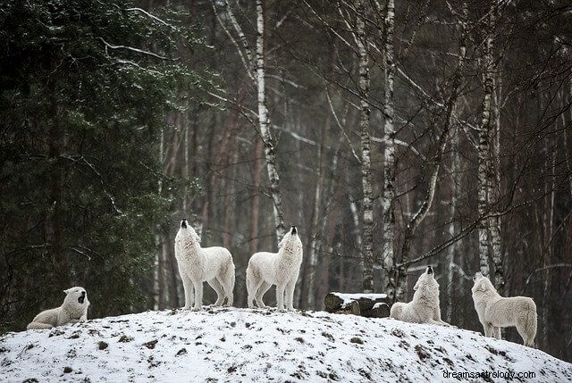 Witte wolf in droom en zijn symboliek