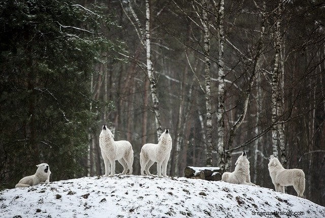 Weißer Wolf im Traum und seine Symbolik