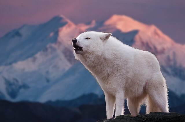 Lobo blanco en sueños y su simbolismo