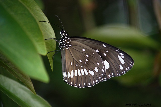 Il significato spirituale dei colori delle farfalle:quale colore ti riflette