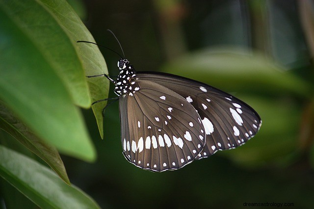 El significado espiritual de los colores de las mariposas:qué color te refleja