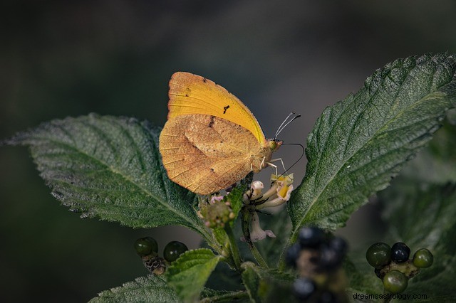 El significado espiritual de los colores de las mariposas:qué color te refleja