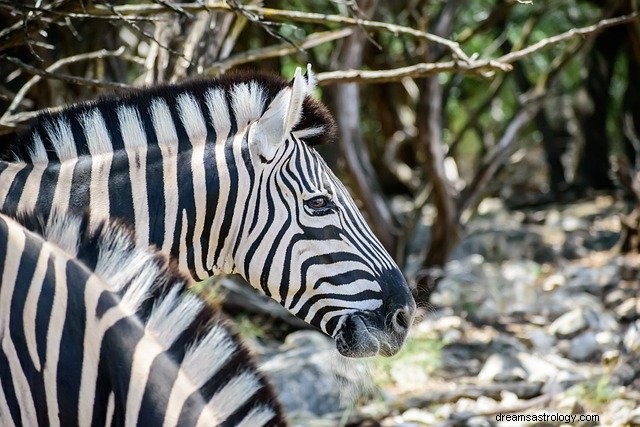 Betekenissen en symbolen van zebra s dromen