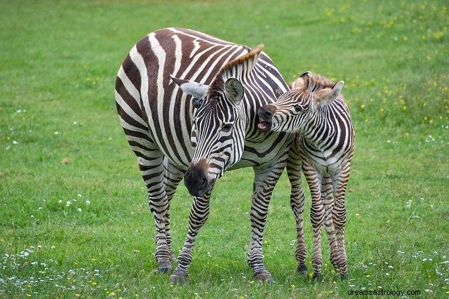 Zebradrømmebetydninger og symboler