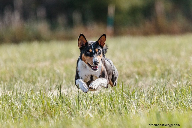 Sogno di attacco del cane Significato:dovresti essere preoccupato?