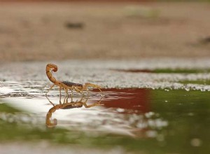 Skorpionen Sol Jungfrumånen – Personlighet och kompatibilitet