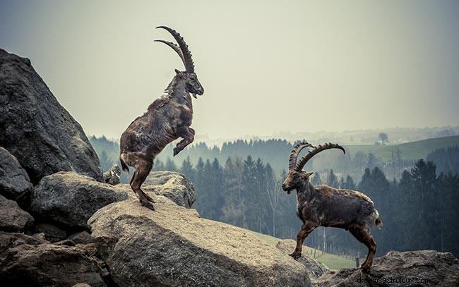 Steinbock Sonne Löwe Mond – Persönlichkeit &Kompatibilität