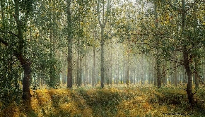 Bosque – Significado y simbolismo de los sueños