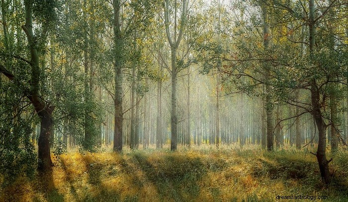 Skog – drömmening och symbolik