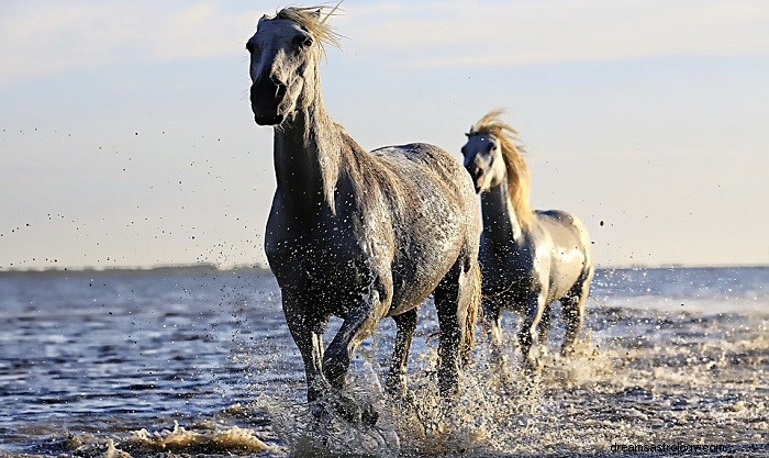 Sny o koních – význam a výklad