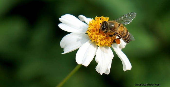 Dromen over bijen - betekenis en interpretatie