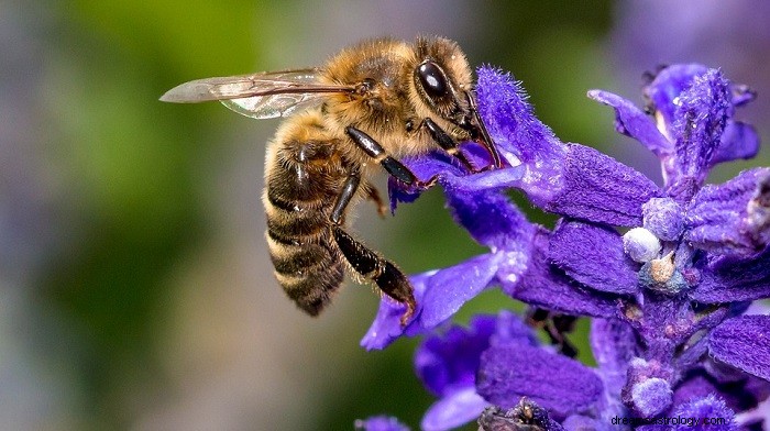 Marzenia o pszczołach – znaczenie i interpretacja