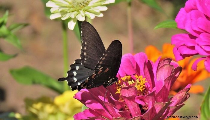 Drømmer om sommerfugler – mening og tolkning