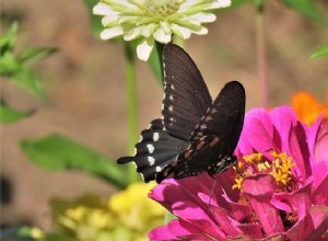 Rêves de papillons - Signification et interprétation