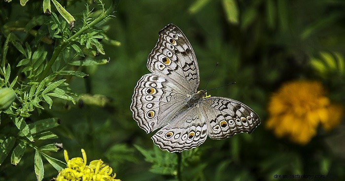 Dromen over vlinders - betekenis en interpretatie