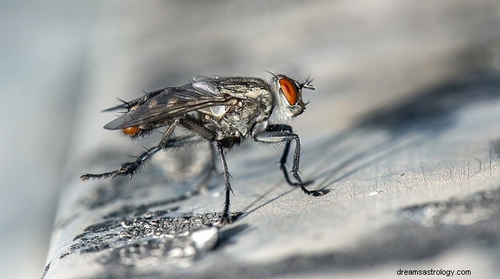 Rêves d insectes – Signification et interprétation