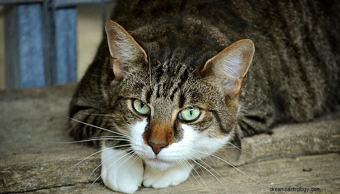 Όνειρα για τις γάτες – Έννοια και ερμηνεία