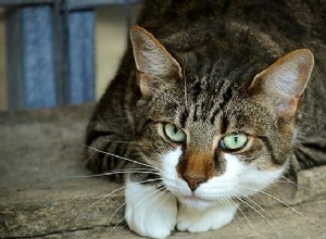Sny o kočkách – význam a výklad