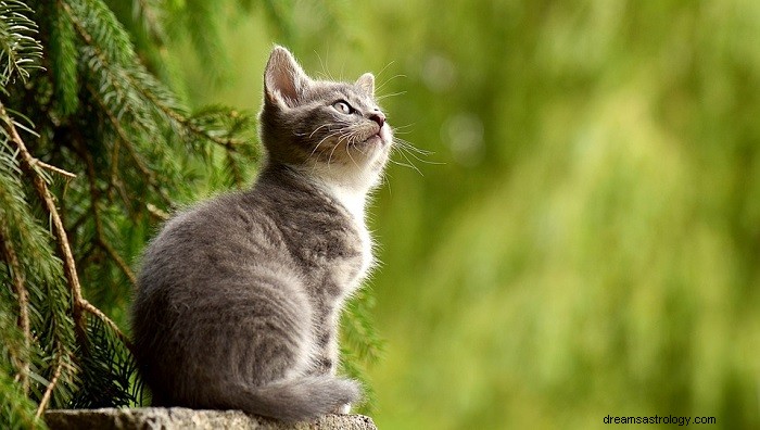 Rêves de chats - Signification et interprétation