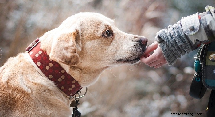 Sonhos com cachorros – significado e interpretação