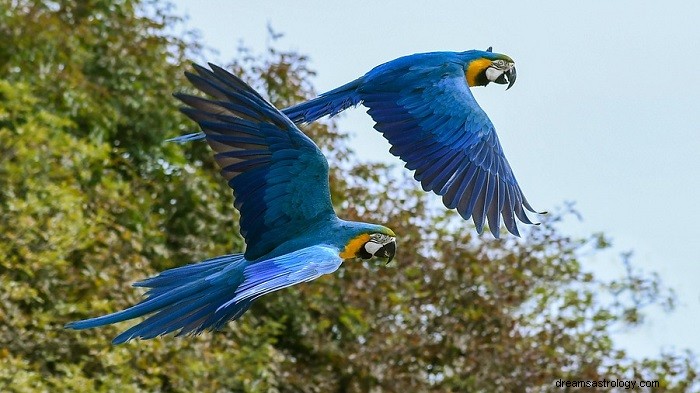 Dromen over vogels - betekenis en interpretatie