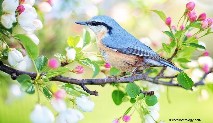Sny o ptácích – význam a výklad