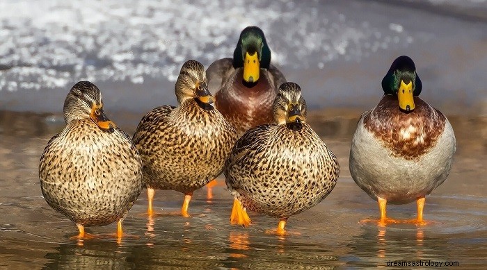 Rêves de canards – Signification et interprétation