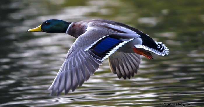 Sueños con patos:significado e interpretación