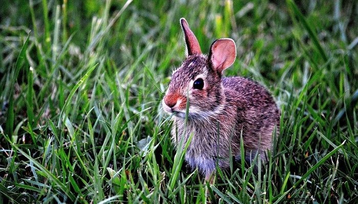 Sueños con conejos:significado e interpretación