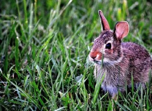 Rêves de lapins - Signification et interprétation