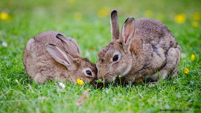 Sogni sui conigli:significato e interpretazione