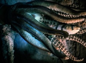 Sny o chobotnici – význam a výklad