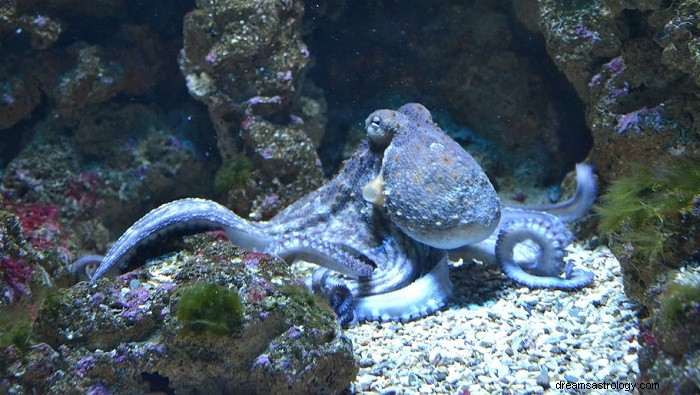 Dromen over Octopus - betekenis en interpretatie
