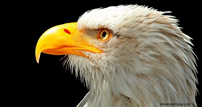 Rêves d aigles - Signification et interprétation