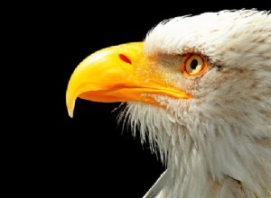 ワシの夢 – 意味と解釈