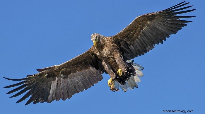 Mimpi Tentang Burung Elang – Arti dan Tafsirnya