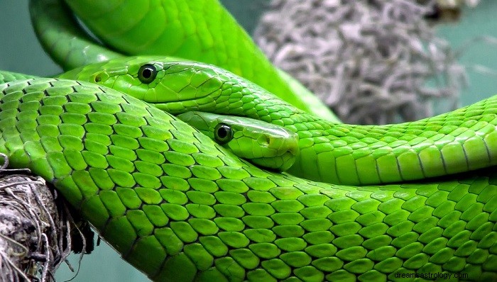 Sogni sui serpenti:interpretazione e significato