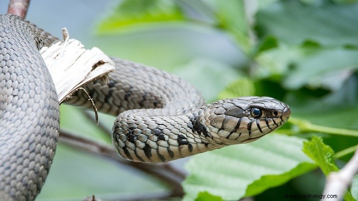 Sueños con serpientes:interpretación y significado