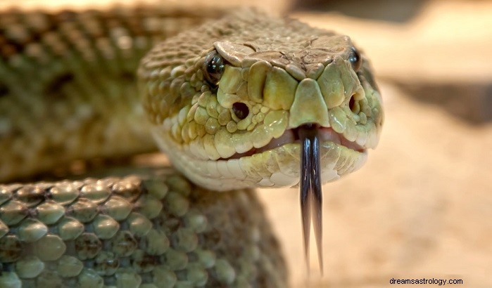 Drømmer om slanger – tolkning og mening