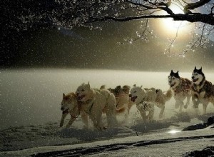 Sueños con animales:significado e interpretación