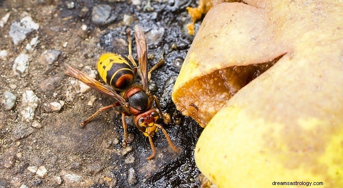 Träume von Wespen – Bedeutung und Interpretation