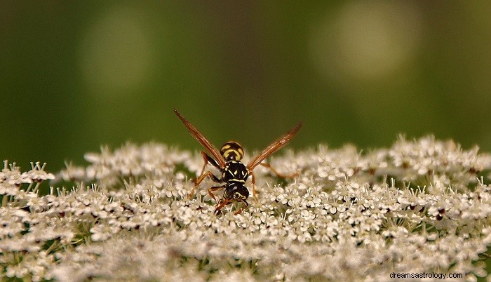 Sogni sulle vespe:significato e interpretazione