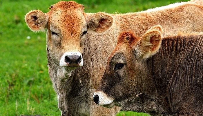 Sonhos com vacas – significado e interpretação