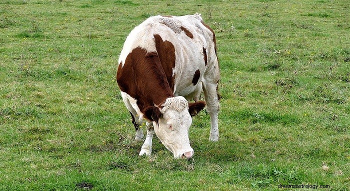 Sny o kravách – význam a výklad