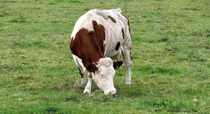 Sueños con vacas:significado e interpretación