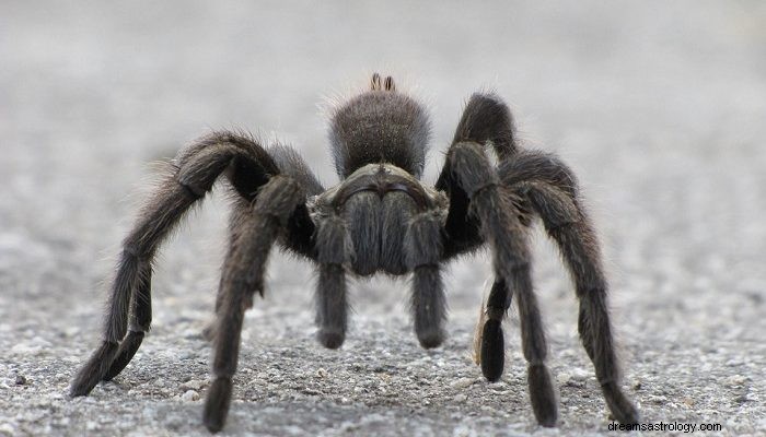 Drømme om Tarantula – Betydning og fortolkning