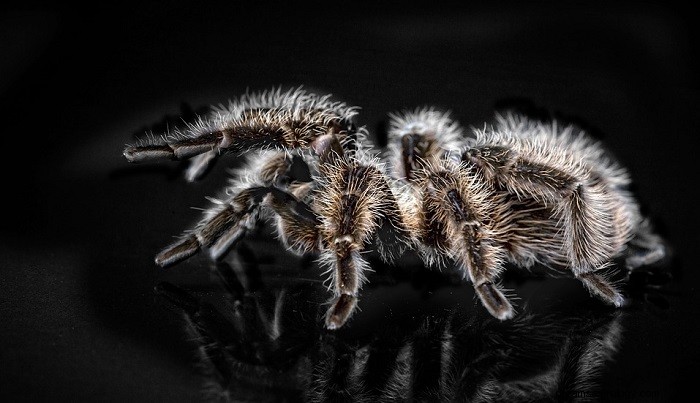 Dromen over Tarantula - betekenis en interpretatie