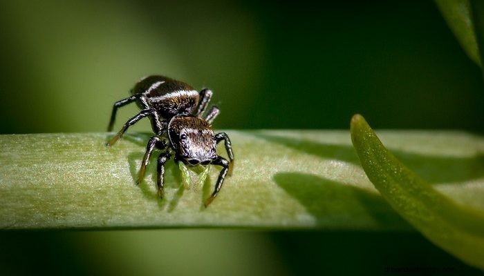 Śnienie o pająkach – znaczenie i interpretacja